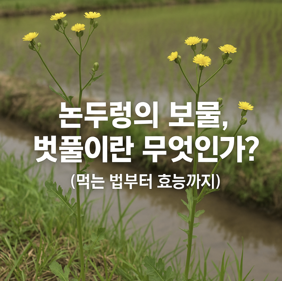 논두렁의 보물, 벗풀이란 무엇인가? (먹는 법부터 효능까지)