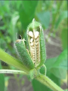 참깨 심는시기 파종시기 수확시기 및 재배법 알아보기