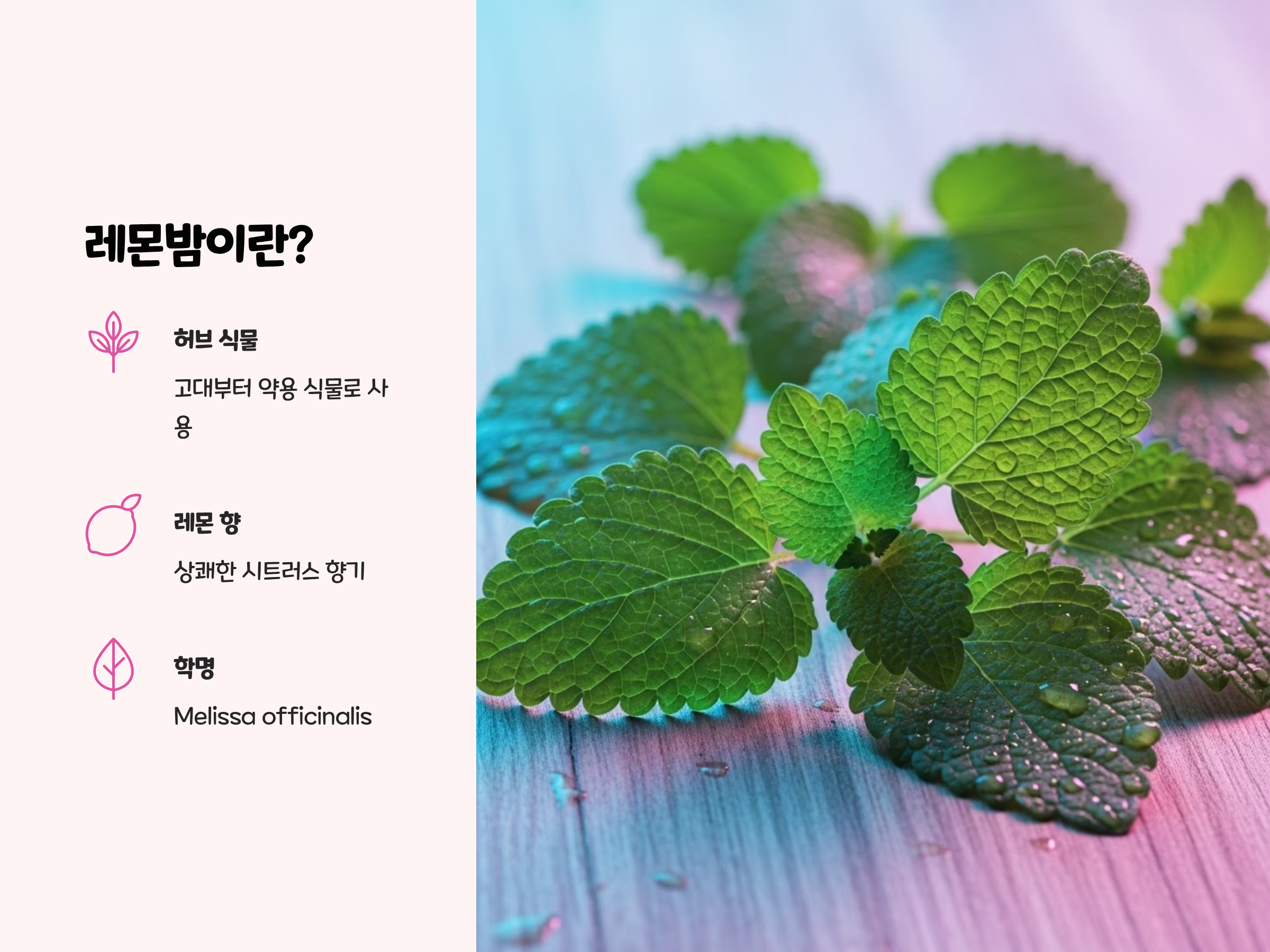 레몬밤이란? 기본 정보 정리
