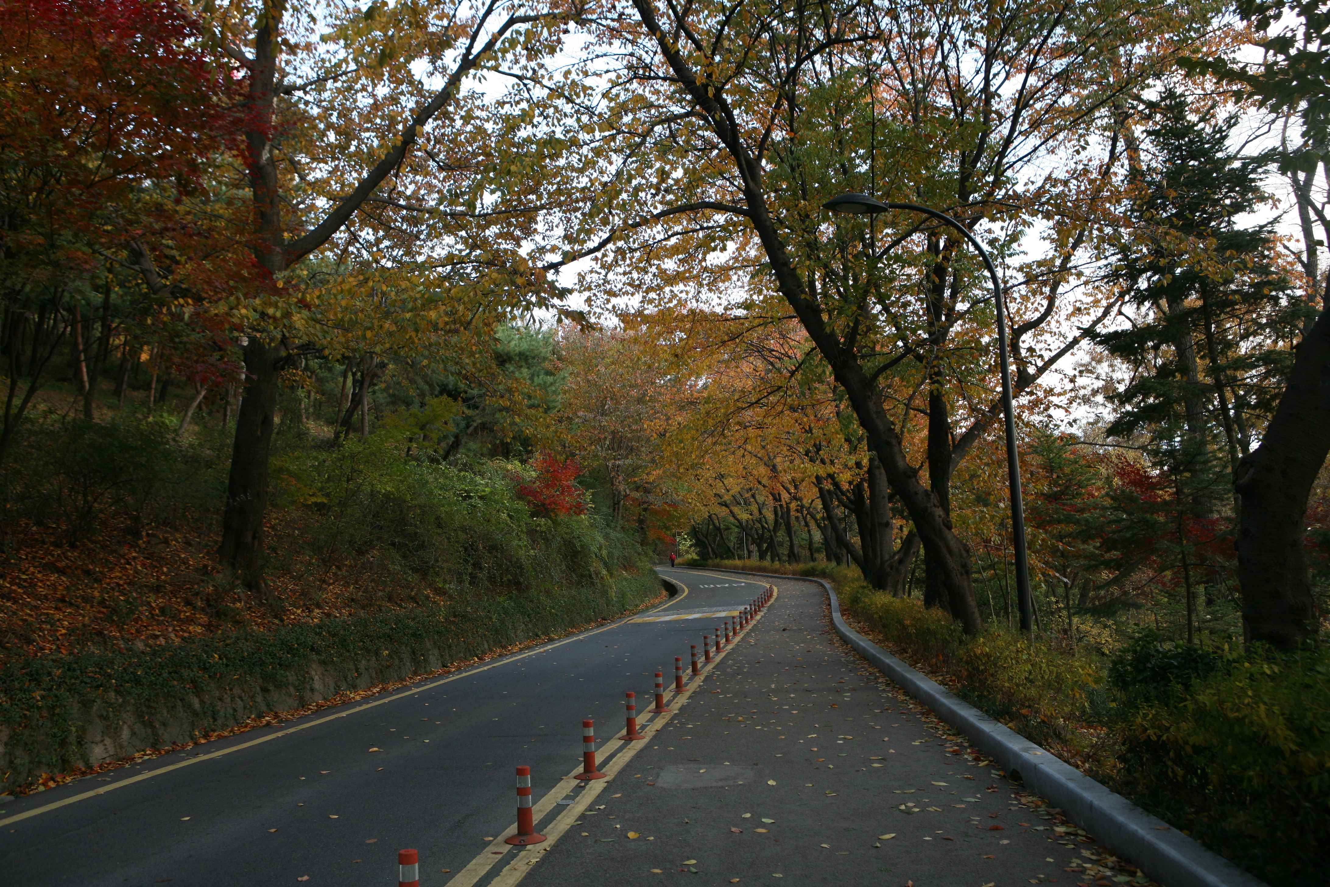 남산 가을