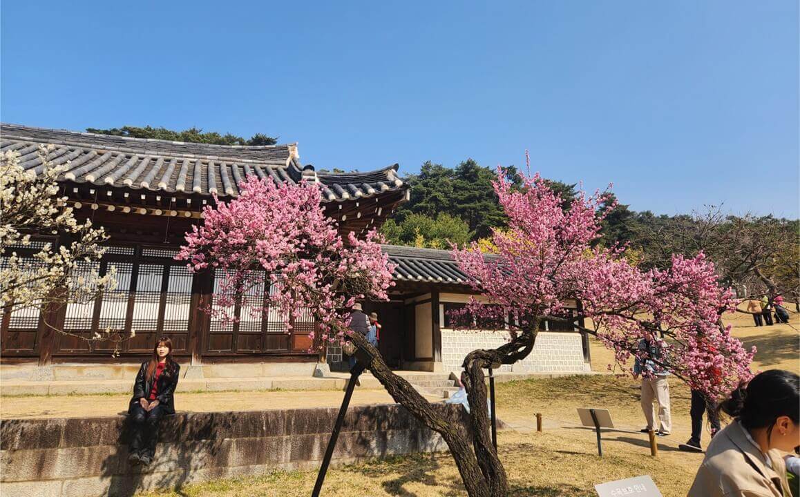 아산 현충사 내 고택(이순신 장군 옛집) 앞에 만개한 진분홍빛 홍매화가 기와지붕과 어우러진 풍경 (3월 말)