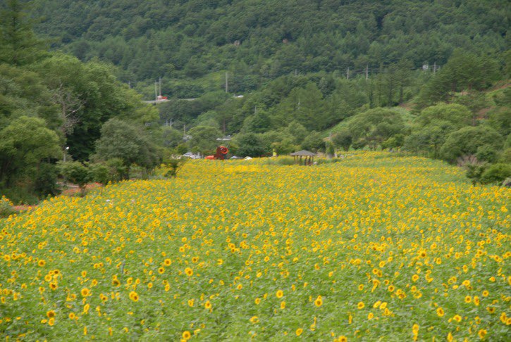 태백 해바라기축제
