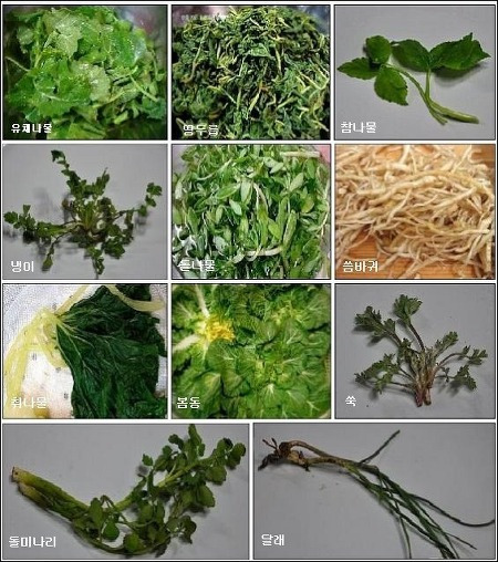 봄 나물 종류 모습