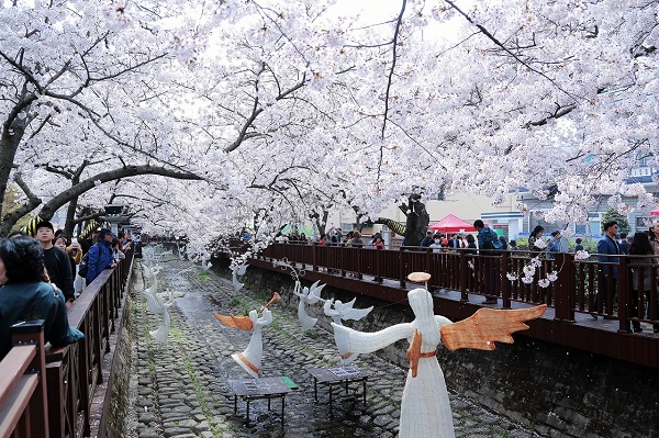 진해군항제 