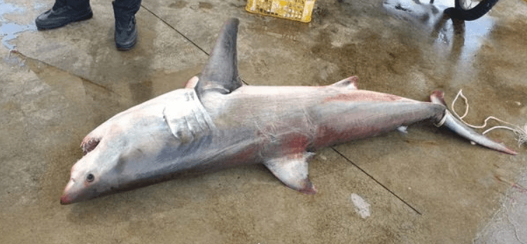 동해안에서 발견된 상어 사체