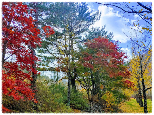 홍천은행나무숲