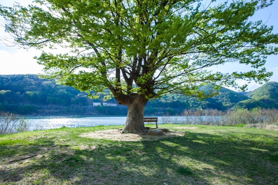 거례리 사랑나무