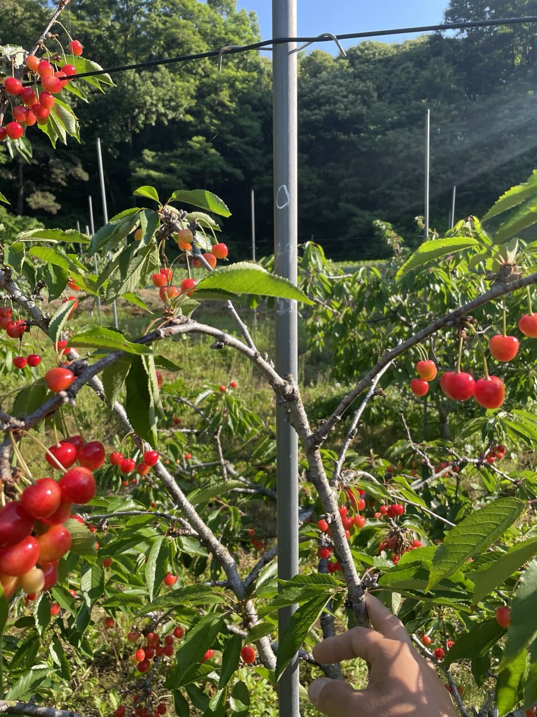 농장에서 수확전 체리