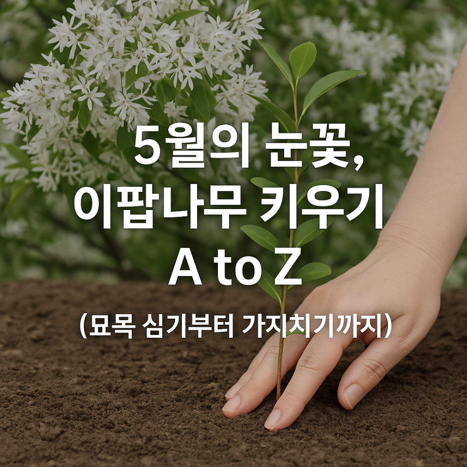 5월의 눈꽃, 이팝나무 키우기 A to Z (묘목 심기부터 가지치기까지)