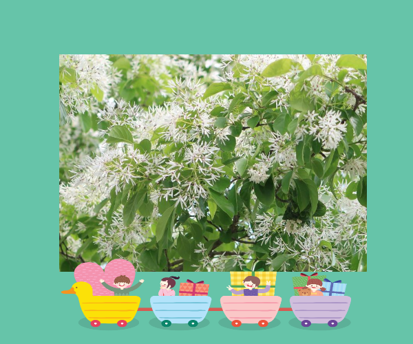 전주 이팝나무 축제