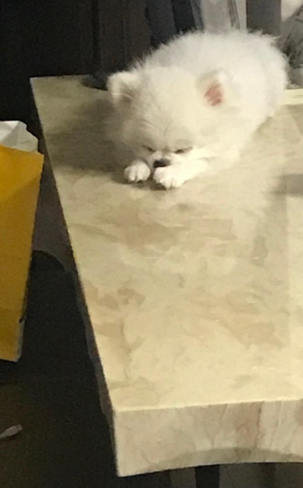 식탁_에서_자는_강아지