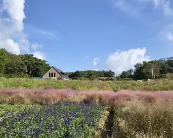 고창 핑크뮬리 축제_3