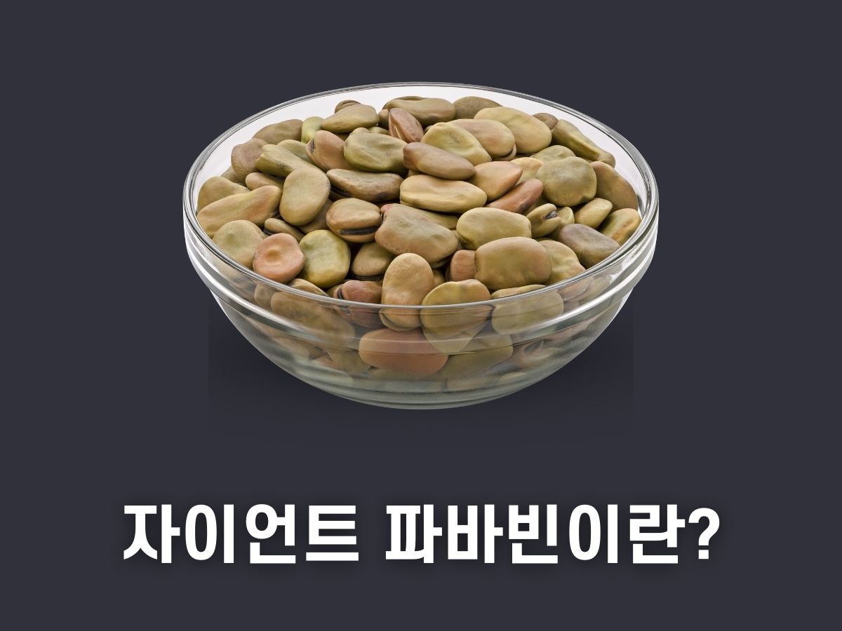 자이언트 파바빈 효능 가격