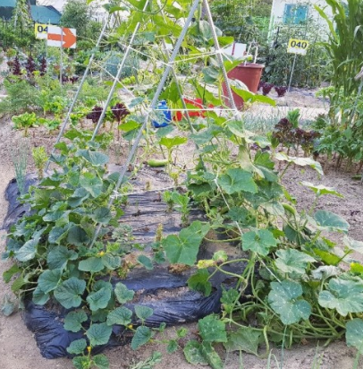 참외 심는시기(모종심는시기, 참외심기, 심는간격, 재배, 수확) 참외 키우기 총정리!