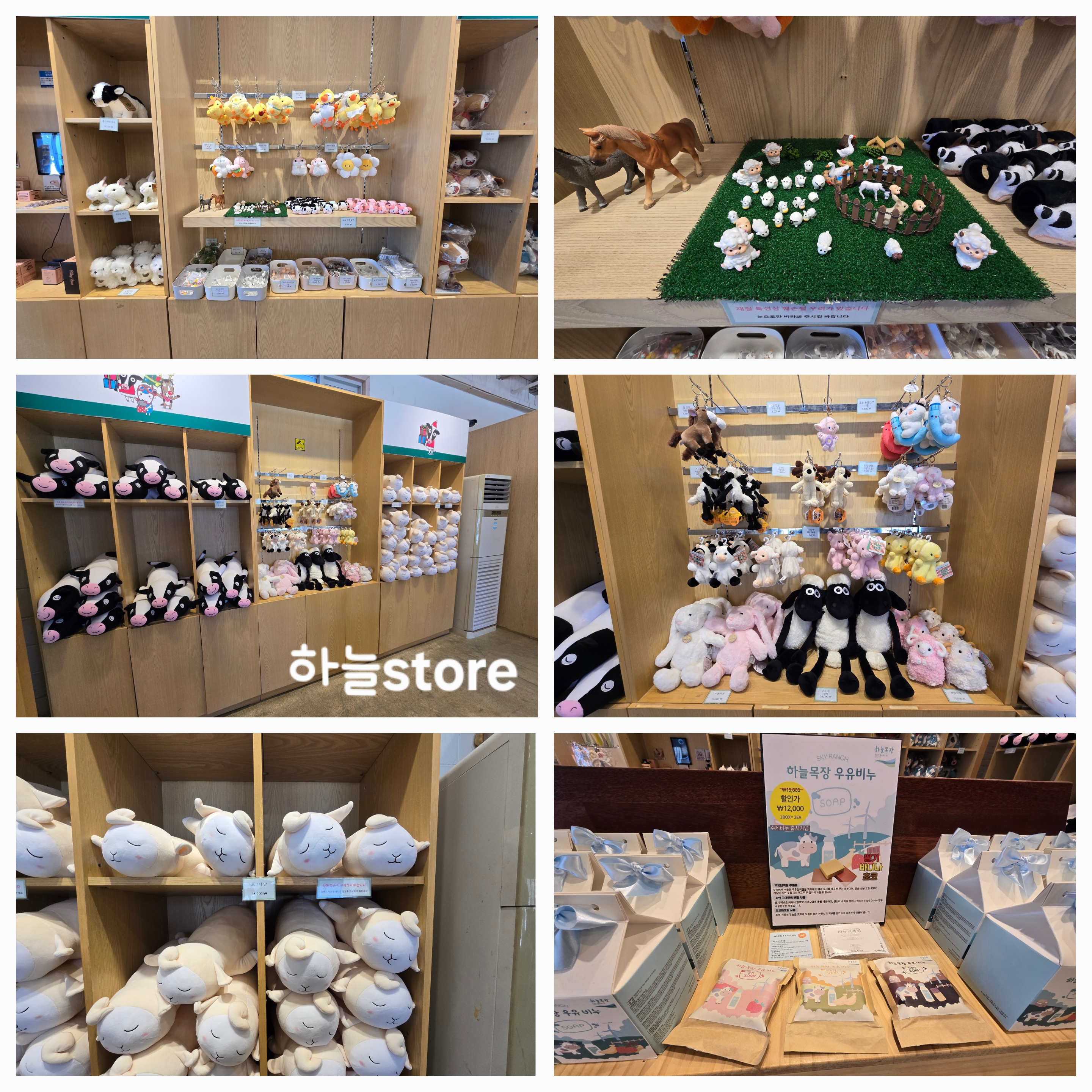 대관령 하늘목장 평창가볼만한곳 횡계가볼만한곳 .체험비.입장료