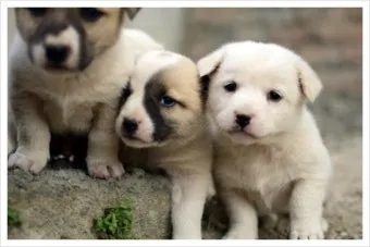 새끼강아지무료분양 멍멍이 가족 맞이 꿀팁_16