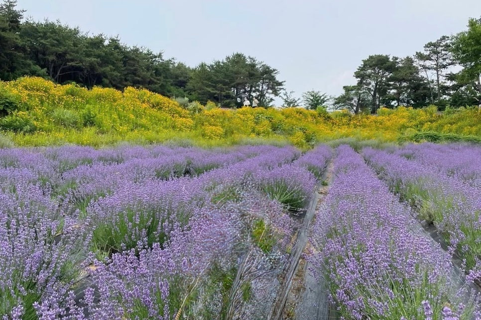 고성 하늬라벤더팜 라벤더 축제