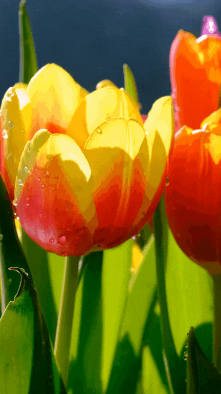 움직이는 센스있는 생일축하 이미지 메세지 카톡 문자 문구