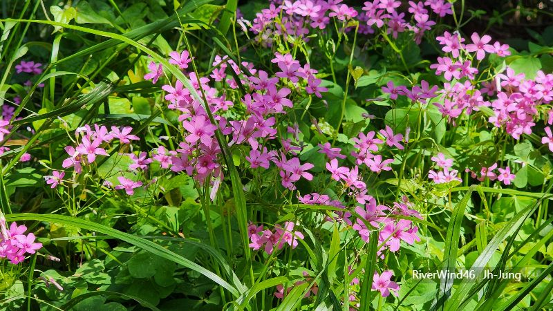 사랑초 옥살리스