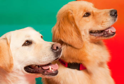 치료견에 적합한 개