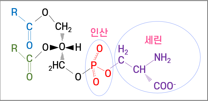 포스파티딜 세린 화학 구조식