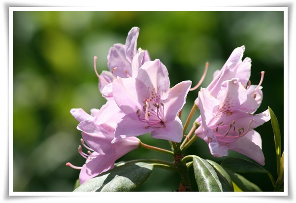 "진달래꽃" 나보기가 역겨워 가실 때에는 ... 봄을 알리는 분홍빛 향연!