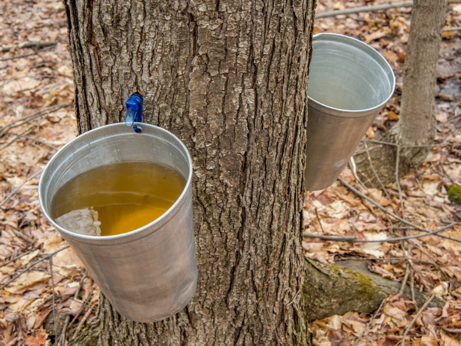 고로쇠물 효능 자연이 선물한 건강 음료