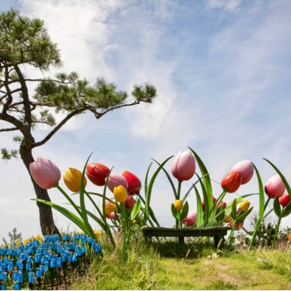 임자도 튤립축제기간