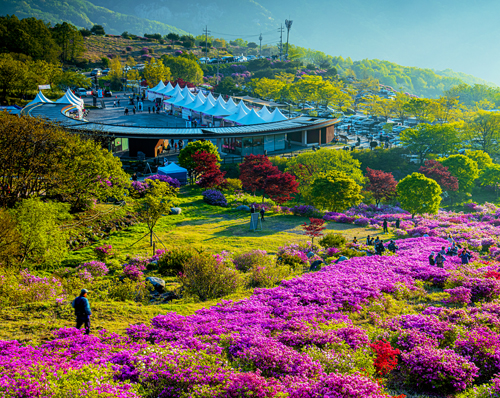 황매산 철쭉제