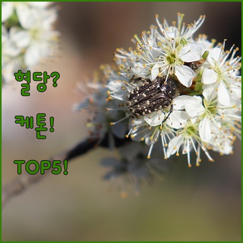 혈당 케톤 측정 시험지 추천 TOP ..
