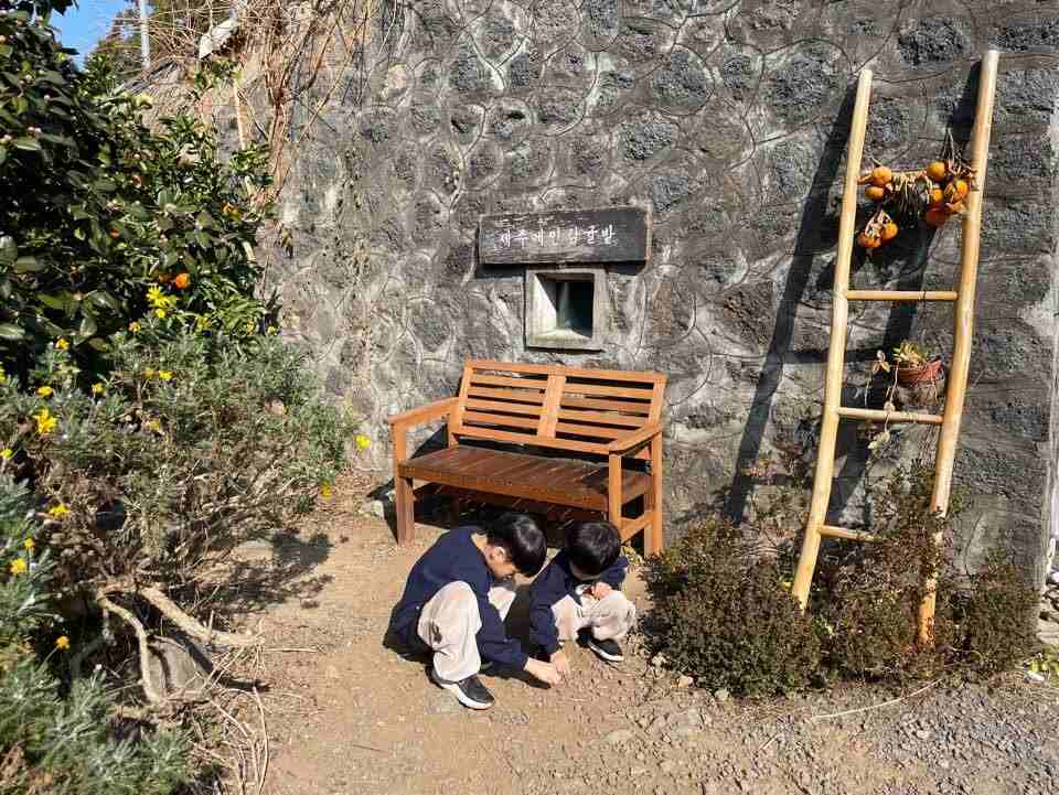 제주여행-서귀포-귤따기-체험