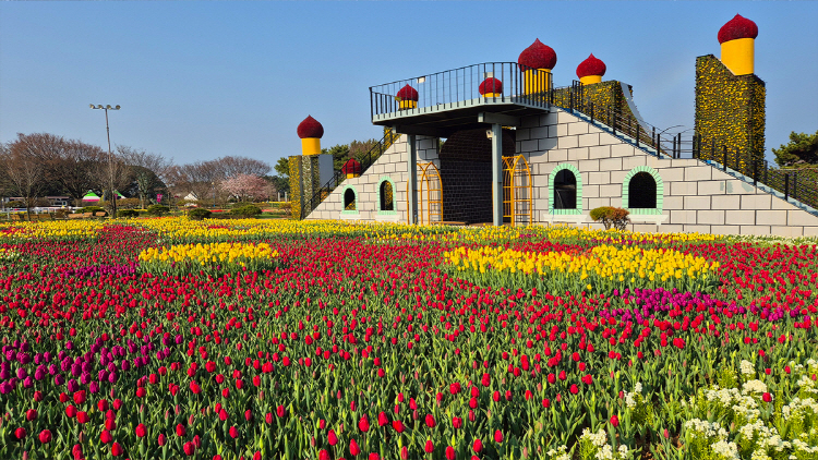 태안 튤립축제