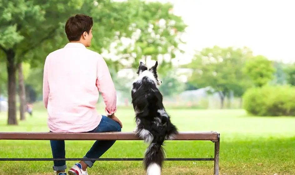 펫로스 증후군 증상
