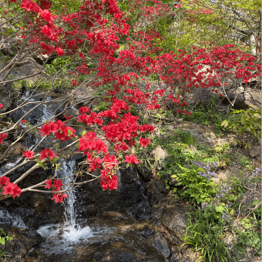 2025 화담숲 예약하기 모노레일 예약하기