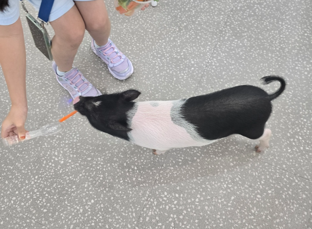 돼지 먹이주는 모습