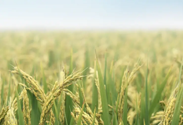 푸드올로지 부작용 10