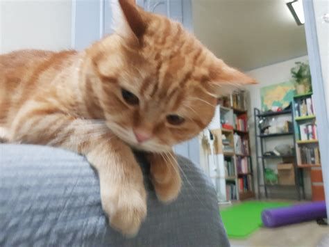 고양이 보험