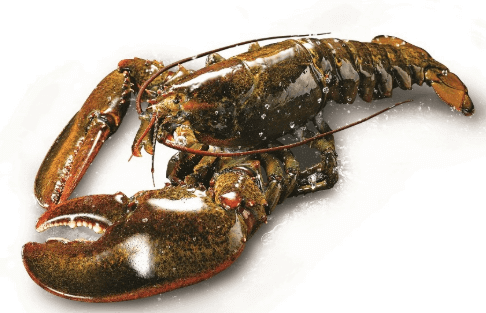 갑각류로 인한 알러지와 장과의 관계