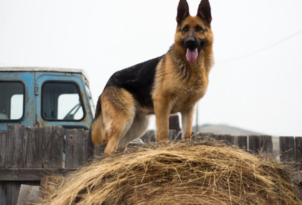 활발한 인상의 저먼 셰퍼드 도그 109970767.