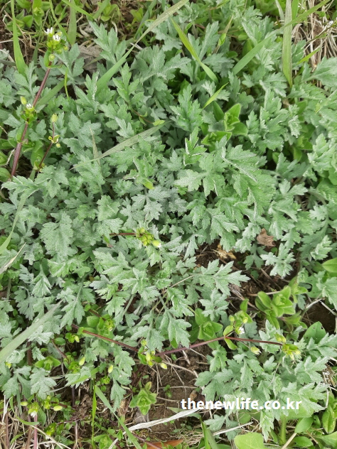 잎의 질감과 연한 초록색이 살아 있는 생쑥의 모습으로, 쑥 효능을 높이기 위해서 가장 좋은 자연 쑥의 실제 사진