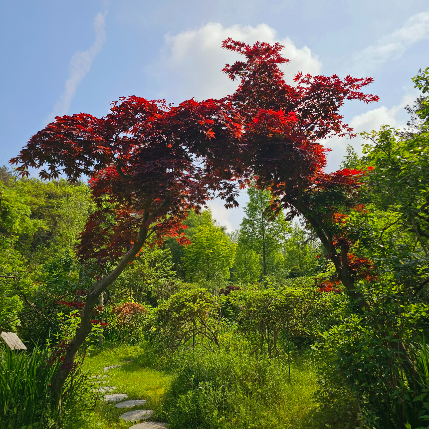 특색있고 아름다운 민간 정원 30선 추천 여행 - 22. 담양 죽화경