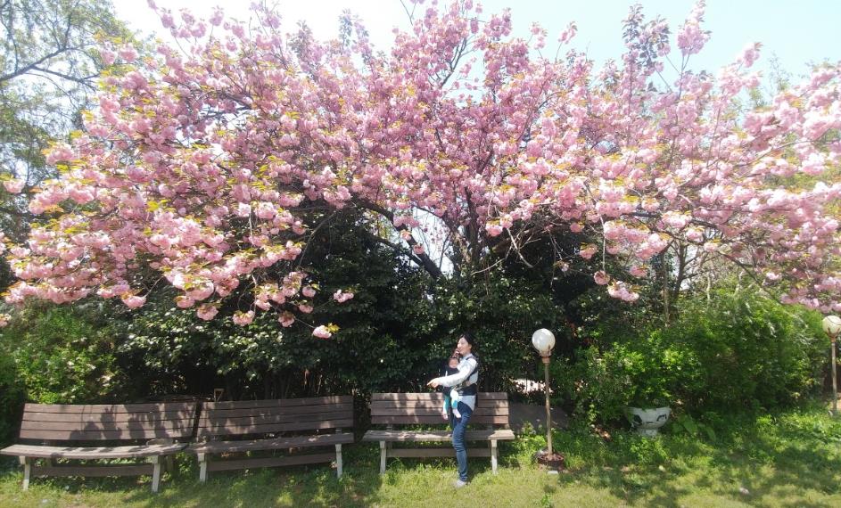 동백나무가 가득 핀 나무 밑에서 사진 찍기