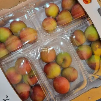 자두 보관법 수확시기 효능 자두청 만들기_22