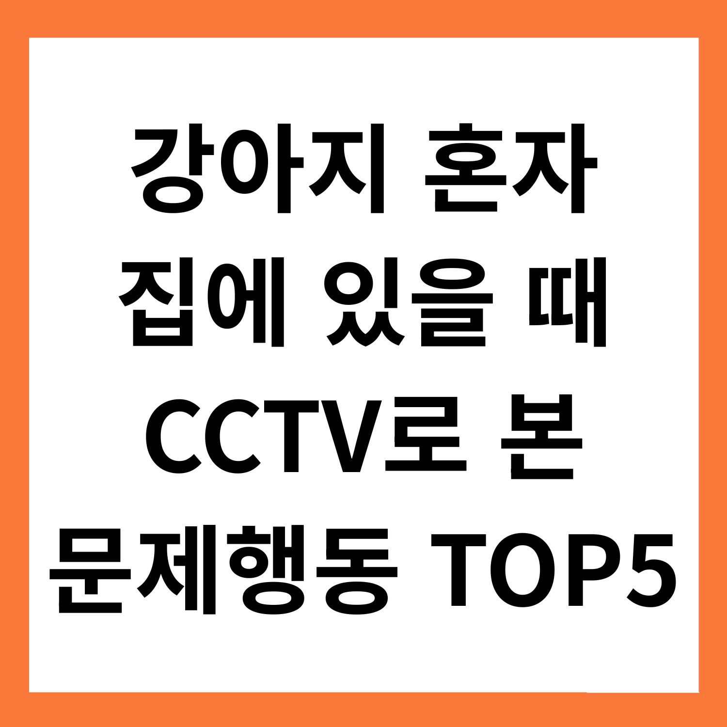 강아지 혼자 집에 있을 때, CCTV로 본 문제행동 TOP 5