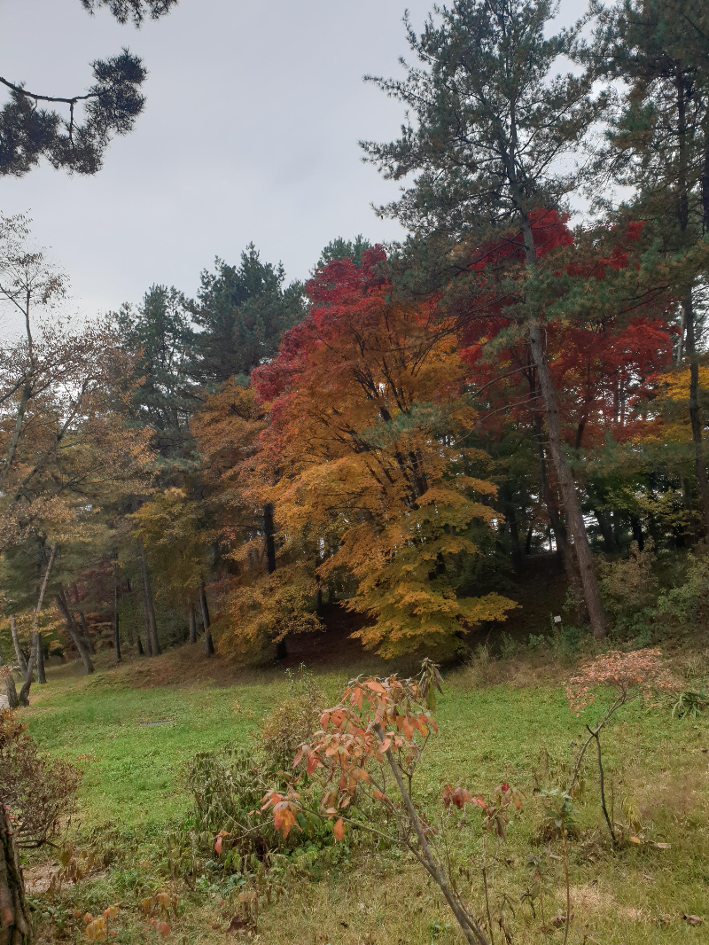 붉고 노랗게 물든 가을 나무들. 세종대왕릉의 가을