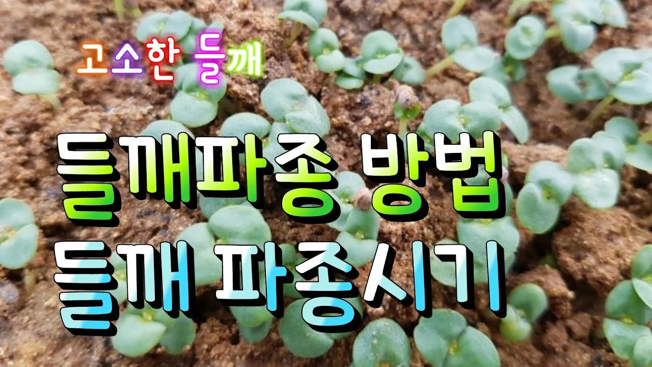 중부 남부 들깨 파종시기 및 들깨 재배방법 요약 정리_5