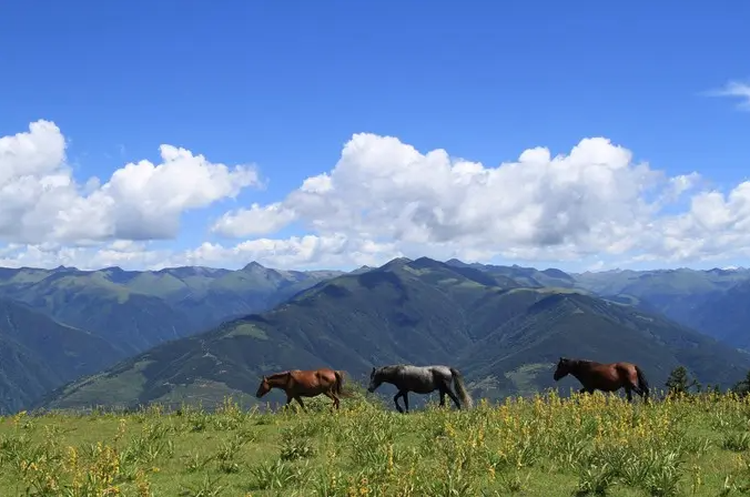 천고마비 - 높고 푸른 하늘과 윤기가 흐르는 말