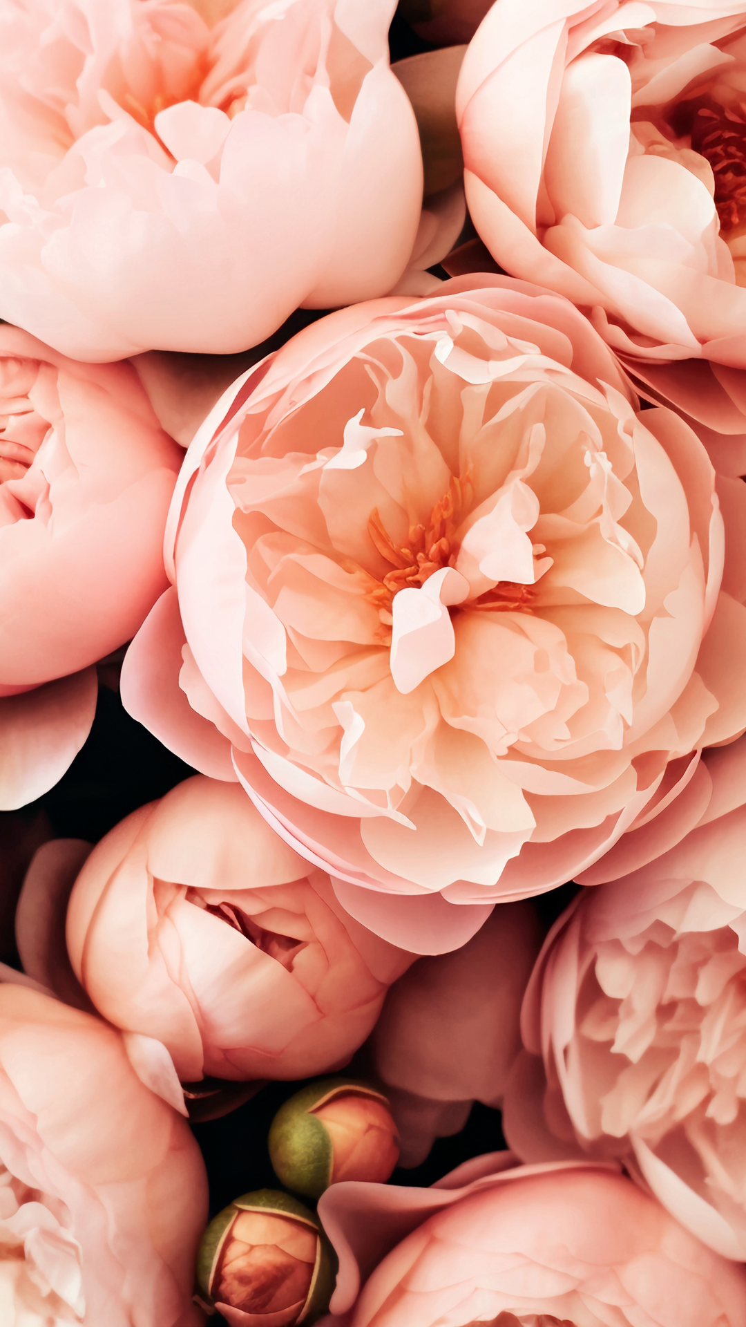 꽃 배경화면 사진 고화질 이미지 스마트폰