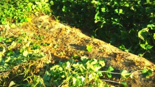 고구마-수확방법