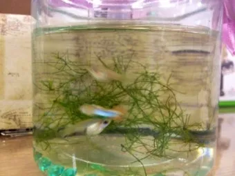 구피 키우기와 건강하게 번식시키는 팁_17